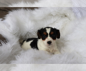 Cavalier King Charles Spaniel-Jack Russell Terrier Mix Puppy for sale in SHILOH, OH, USA