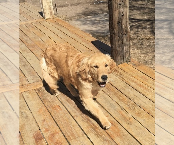 Medium Photo #3 Golden Retriever Puppy For Sale in NUNN, CO, USA