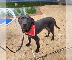Labrador Retriever-Unknown Mix Dogs for adoption in San Antonio, TX, USA