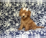 Small #1 Goldendoodle (Miniature)