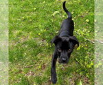 Small #7 Labrador Retriever Mix