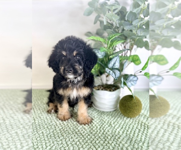 Medium Photo #1 Bernedoodle (Miniature) Puppy For Sale in GREENFIELD, IN, USA