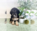 Small Bernedoodle (Miniature)