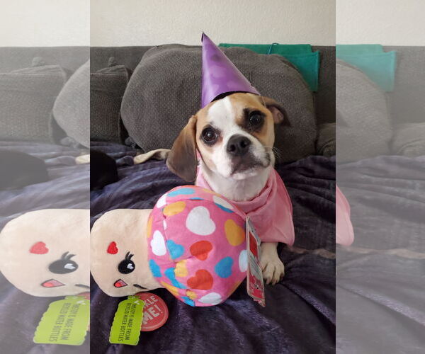 Medium Photo #8 Puggle Puppy For Sale in Temecula, CA, USA