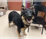 Small Photo #1 German Shepherd Dog-Unknown Mix Puppy For Sale in Rancho Cucamonga, CA, USA
