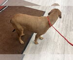 Small Redbone Coonhound-Rhodesian Ridgeback Mix