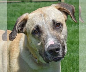 Anatolian Shepherd-Unknown Mix Dogs for adoption in Huntley, IL, USA
