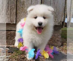 Samoyed Puppy for sale in THORP, WI, USA