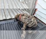 Small Photo #22 Mastiff Puppy For Sale in PARIS, IL, USA