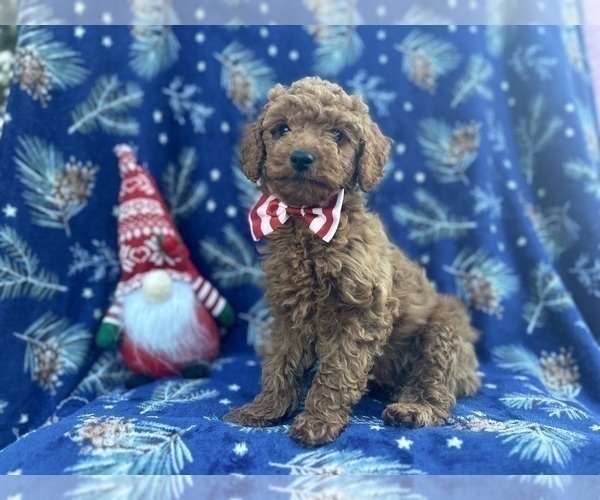 Medium Photo #4 Cock-A-Poo Puppy For Sale in LAKELAND, FL, USA