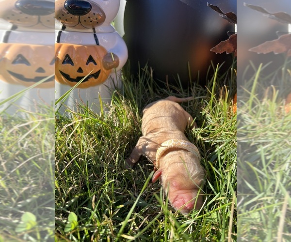 Medium Photo #14 Golden Retriever Puppy For Sale in NEOLA, WV, USA