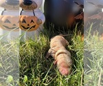 AKC Golden Retr - Male Golden Retriever Puppy for Sale - Photo #14