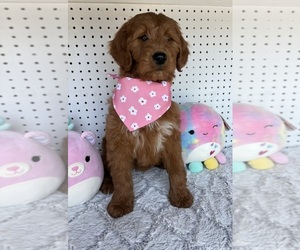 Goldendoodle Litter for sale in WOODBURN, IN, USA