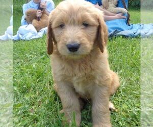 Goldendoodle-Poodle (Standard) Mix Puppy for sale in THORP, WI, USA