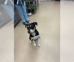 Rottweiler-Unknown Mix Dogs for adoption in Plano, TX, USA