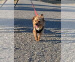 Small #5 Norwich Terrier Mix