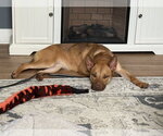 Small #1 Labrador Retriever Mix