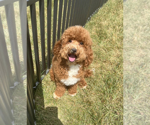 Medium Maltipoo