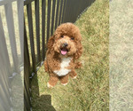Puppy HEI HEI Maltipoo