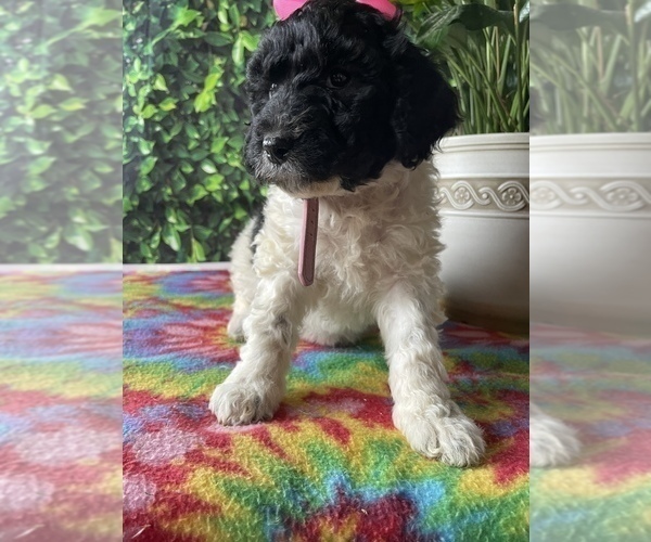 Medium Photo #2 Poodle (Standard) Puppy For Sale in LANCASTER, PA, USA