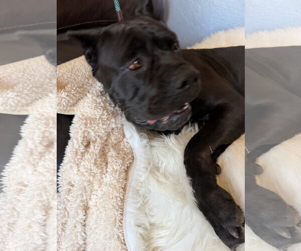 Medium Photo #6 Mutt Puppy For Sale in Goodyear, AZ, USA
