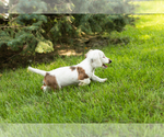 Small #2 Dachshund