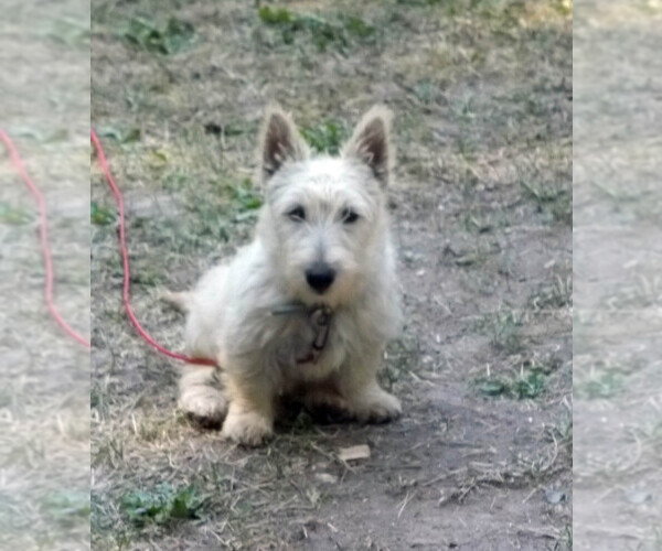 Medium Photo #1 Scottish Terrier Puppy For Sale in MEAD, WA, USA