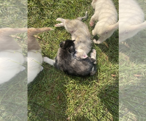 Medium Photo #41 Siberian Husky Puppy For Sale in HILLISTER, TX, USA