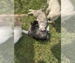 Small #40 Siberian Husky