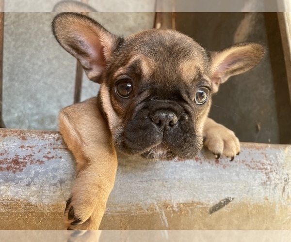 Medium Photo #1 French Bulldog Puppy For Sale in TEMPLETON, CA, USA