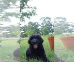 Small Photo #49 Aussiedoodle Puppy For Sale in CONWAY, SC, USA