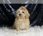 Small #1 Maltipoo (Miniature)