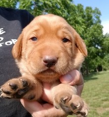 Medium Labrador Retriever