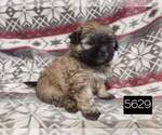Small Photo #2 Shih Tzu Puppy For Sale in MOUNTAIN GROVE, MO, USA