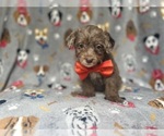 Small #6 YorkiePoo