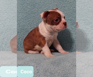 Boston Terrier Puppy for sale in POMEROY, OH, USA