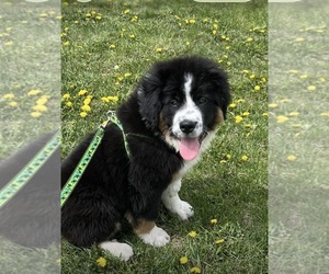 Australian Mountain Dog Puppy for sale in Calgary, Alberta, Canada