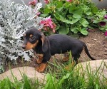 CHIEF - Male Dachshund Puppy for Sale - Photo #8