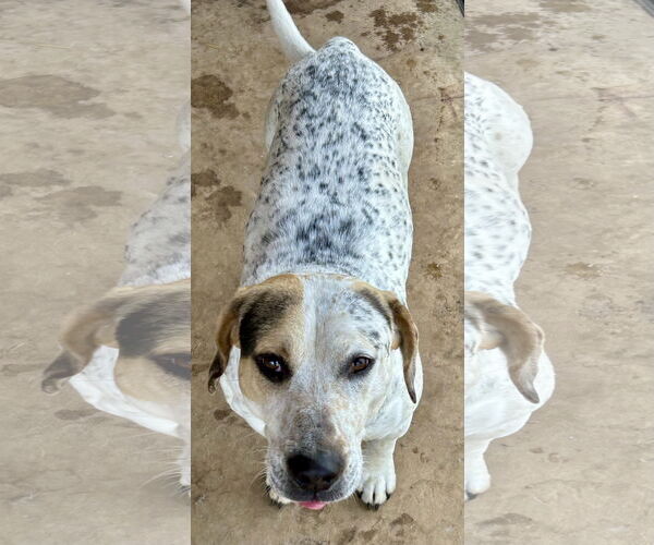 Medium Photo #5 Pointer-Unknown Mix Puppy For Sale in Okolona, MS, USA