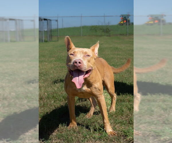 Medium Photo #1 Mutt Puppy For Sale in Abbeville, LA, USA