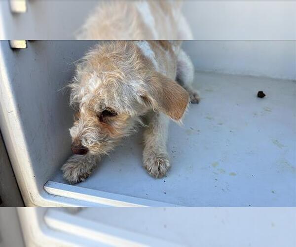 Medium Photo #1 Maltese Puppy For Sale in Houston, TX, USA