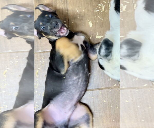 Medium Photo #3 Labrador Retriever-Unknown Mix Puppy For Sale in Green Forest, AR, USA