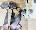 Small #2 Labrador Retriever Mix