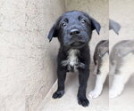 Small Australian Shepherd Mix