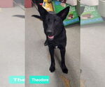 Small #1 Labrador Retriever Mix