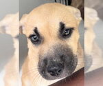 Small American Pit Bull Terrier-Black Mouth Cur Mix