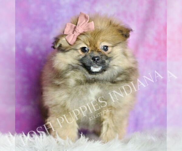 Medium Photo #5 Pomeranian Puppy For Sale in WARSAW, IN, USA