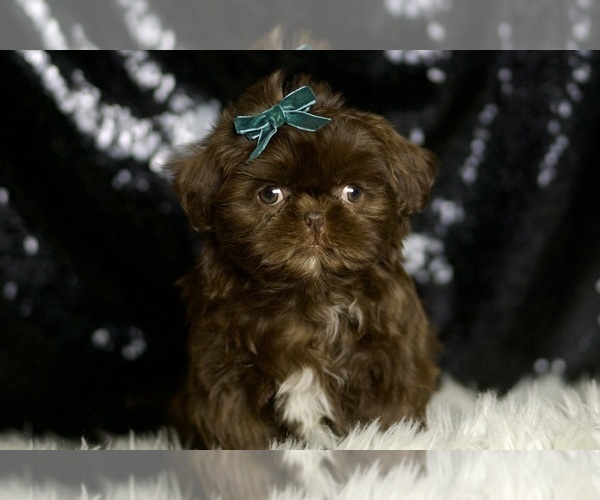 Medium Photo #7 Shih Tzu Puppy For Sale in WARSAW, IN, USA