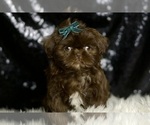 Small #6 Shih Tzu