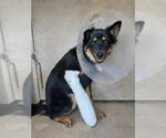 Small German Shepherd Dog Mix